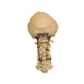 altius columna cervical